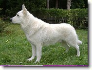 Berger Blanc Suisse, White Swiss Shepherd Dog