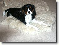 Cavalier King Charles Spaniel
