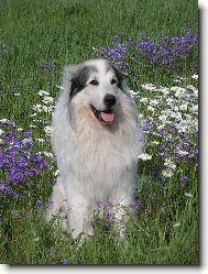 Chien de Montagne des Pyrnes