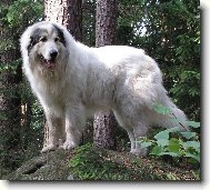 Chien de Montagne des Pyrnes