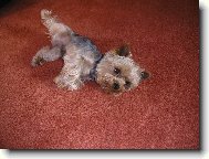 Jorkšírský terier, Yorkshire Terrier,