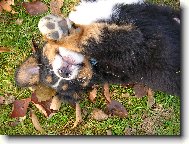 Berner Sennenhund