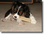 Cavalier King Charles Spaniel