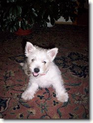 West Highland White Terrier