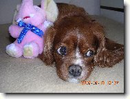 Cavalier King Charles Spaniel