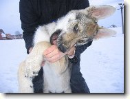 Czechoslovakian wolfdog