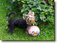 Jorkšírský terier, Yorkshire Terrier,