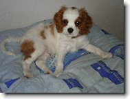 Cavalier King Charles Spaniel