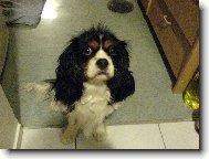 Cavalier King Charles Spaniel