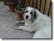 Chien de Montagne des Pyrnes
