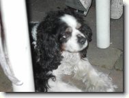 Cavalier King Charles Spaniel
