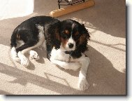 Cavalier King Charles Spaniel