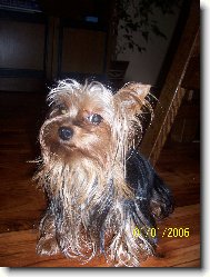 Jorkšírský terier, Yorkshire Terrier,