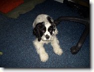 American Cocker Spaniel