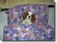 Cavalier King Charles Spaniel