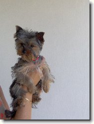 Jorkšírský terier, Yorkshire Terrier,