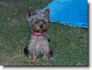 Jorkšírský terier, Yorkshire Terrier,