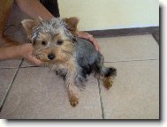 Jorkšírský terier, Yorkshire Terrier,