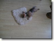 Jorkšírský terier, Yorkshire Terrier,