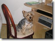 Jorkšírský terier, Yorkshire Terrier,