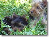 Jorkšírský terier, Yorkshire Terrier,