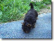 Jorkšírský terier, Yorkshire Terrier,