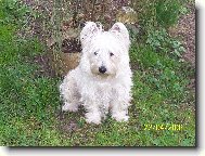 West Highland White Terrier