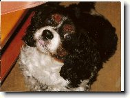 Cavalier King Charles Spaniel