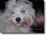 Maltese