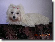 Maltese
