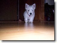 West Highland White Terrier