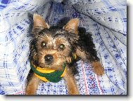 Jorkšírský terier, Yorkshire Terrier,