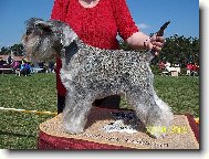 Zwergschnauzer, Miniature Schnauzer