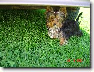 Jork��rsk� terier, Yorkshire Terrier,