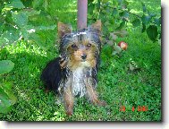 Jork��rsk� terier, Yorkshire Terrier,