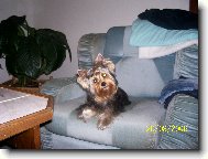 Jork��rsk� terier, Yorkshire Terrier,