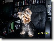 Jork��rsk� terier, Yorkshire Terrier,