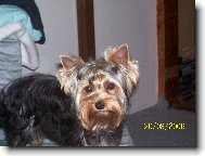 Jork��rsk� terier, Yorkshire Terrier,