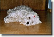 Maltese