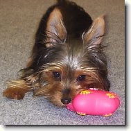 Jork��rsk� terier, Yorkshire Terrier,