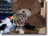 Jork��rsk� terier, Yorkshire Terrier,