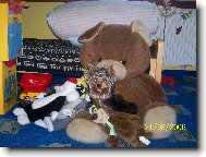 Jork��rsk� terier, Yorkshire Terrier,