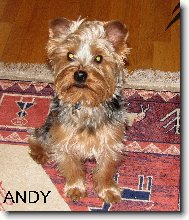 Jork��rsk� terier, Yorkshire Terrier,