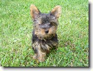 Jork��rsk� terier, Yorkshire Terrier,