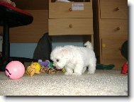 Maltese
