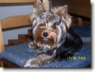 Jork��rsk� terier, Yorkshire Terrier,