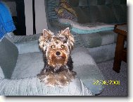 Jork��rsk� terier, Yorkshire Terrier,