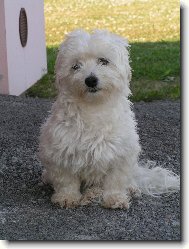Maltese