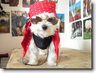 Maltese