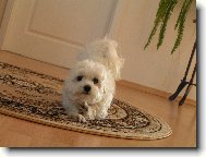 Maltese
